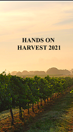 Wine Club Hands On Harvest 2021