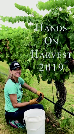 Wine Club Hands On Harvest 2019