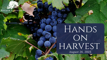 Wine Club Hands On Harvest 2023