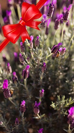 Lavender Holiday Box 2021