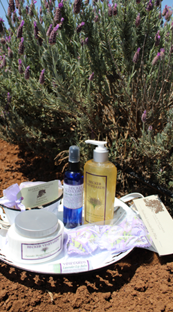 Lavender Mother's Day Special