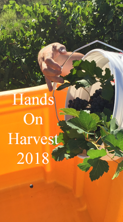 Wine Club Hands On Harvest 2018