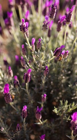 Sunday, May 3rd- Lavender Fest Luncheon